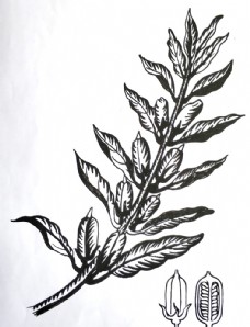 芝麻插图