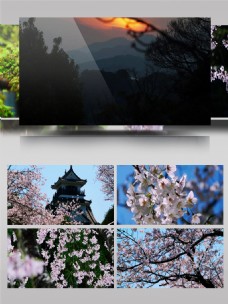 自然美景4k实拍日本唯美樱花自然风景超清视频素材