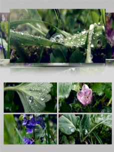 雨季雨后花朵嫩芽水滴清新生机