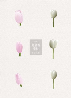 白色花紫色白色写实花朵郁金香ai矢量素材