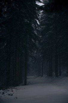 冬天夜晚森林