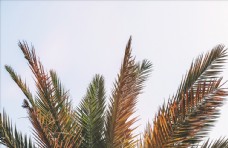 椰子树棕榈树