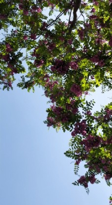 紫色杨槐花