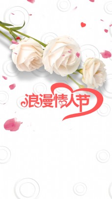 七夕情人节情人节白玫瑰创意背景
