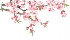 水彩绘桃花盛开桃树元素