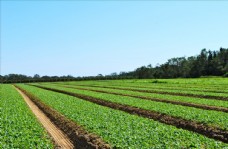 天空农场蔬菜种植