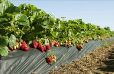 草莓果园农场