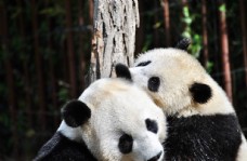 开学图片熊猫