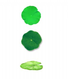 绿色荷叶装饰素材