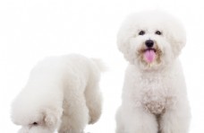 家犬狗泰迪白色犬宠物动物