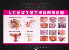 女性泌尿解剖示意图