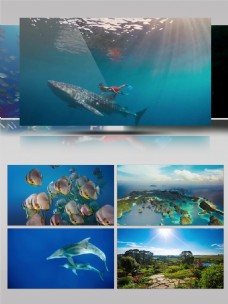 海底大观大洋洲海景海底生物景观潜水旅游摄影