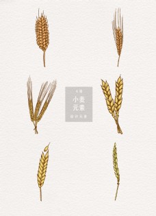 传统节气手绘小麦矢量元素