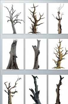 树木免抠png枯树素材