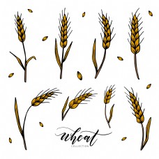 8款成熟的小麦合集设计