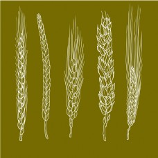 小麦5款手绘麦穗合集插画元素