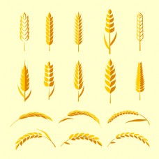 小麦各种麦穗插画元素
