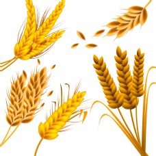 金色饱满小麦粒插画矢量图