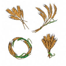小麦4款麦穗束插画设计