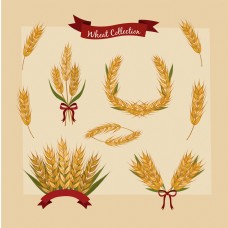 精美小麦实物插画矢量图