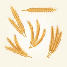5款金色长小麦插画素材