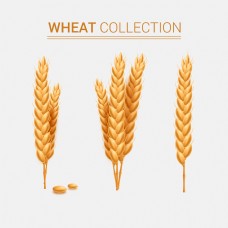 3束小麦合集插画设计