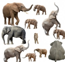 大自然大象象小象象群各种象