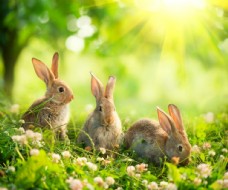 其他生物兔子