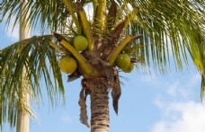 度假椰子树椰果仰拍夏季丰收