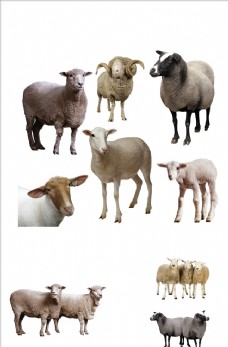 畜牧养殖免抠绵羊png素材