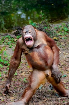 红毛猩猩图片免费下载,红毛猩猩设计素材大全,红毛猩猩模板下载,红毛