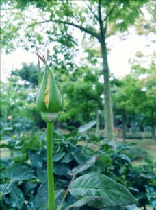 黄玫瑰花苞
