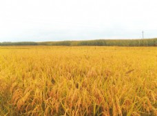 景观水景一望无际的稻田