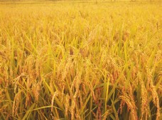 景观水景丰收的水稻