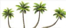 图片素材矢量椰树
