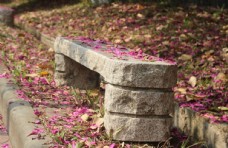紫荆覆盖的石凳