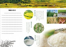 鸭稻米折页