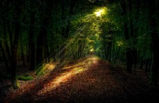 树木神秘森林黑暗森林光线
