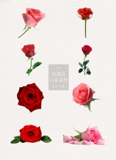 情人节常见玫瑰花装饰素材