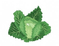 绿色蔬菜矢量清新绿色有机包菜