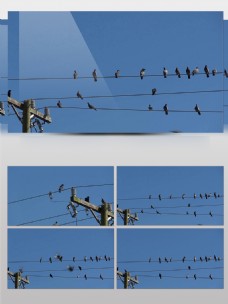鸟类动物鸟类麻雀动物并排栖息电线杆蓝天实拍素材