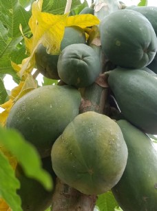 光皮木瓜图片免费下载,光皮木瓜设计素材大全,光皮木瓜模板下载,光皮