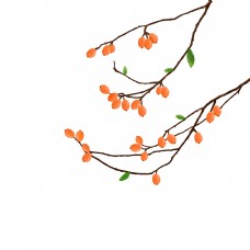 夏至枇杷果实枝叶纯手绘png