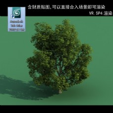 3D灌木模型 3D植物模型 绿