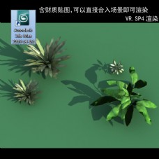 3D灌木模型 3D植物模型