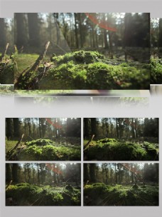 大自然hd阳光洒落森林实拍视频素材