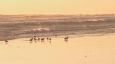 夕阳下海鸥在海边觅食素材背景视频
