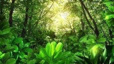 梦幻绿光森林素材背景视频