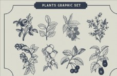发芽素描写生花卉植物